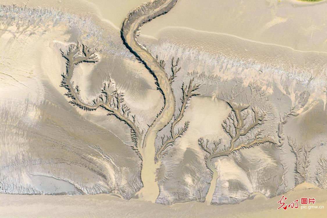 Tree-shaped water patterns emerge on Yellow River tidal flats