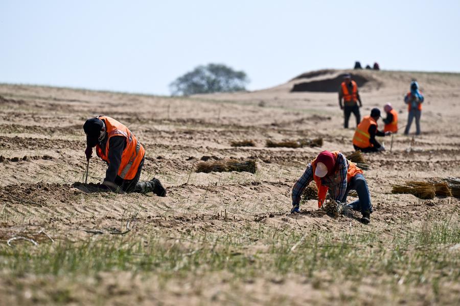 Restoring grasslands sustains both land and life in China's Inner Mongolia