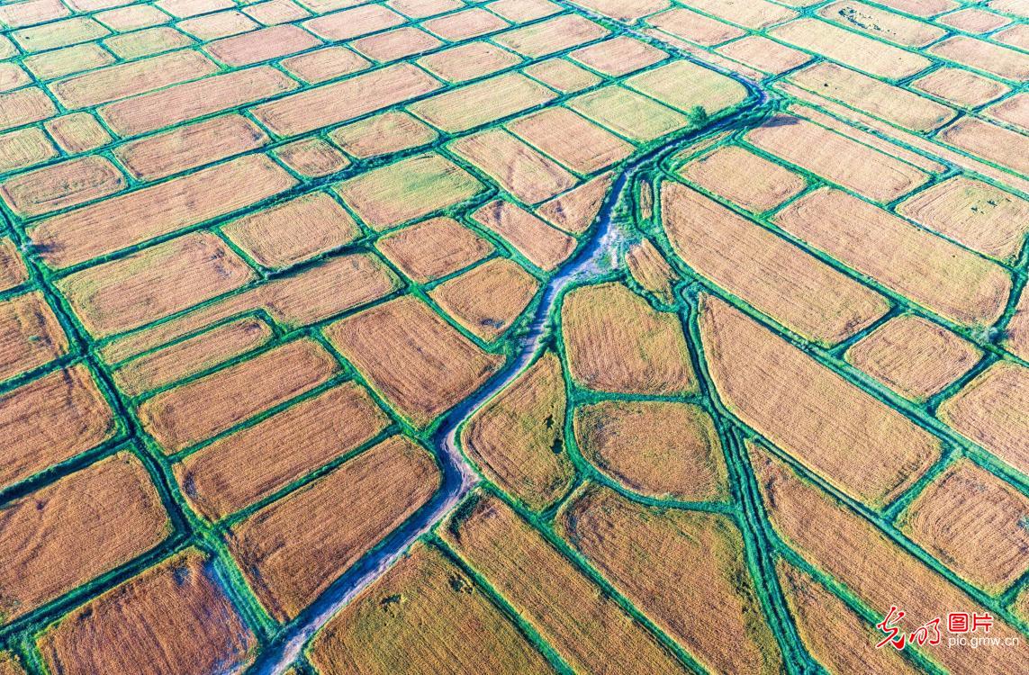 Harvest scenery amid Gobi farmland Harvest scenery amid Gobi farmland