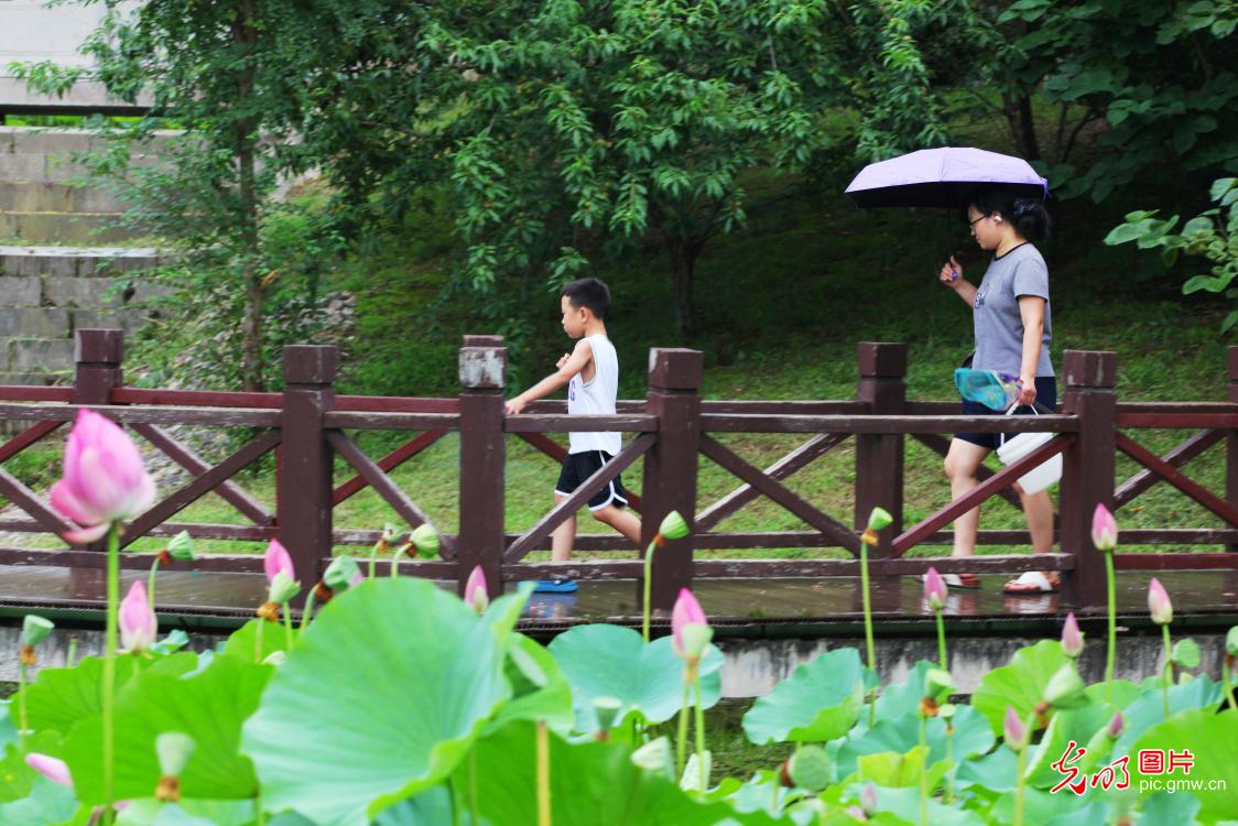 Citizens enjoy cool lotus view in north China's Hebei Province Citizens enjoy cool lotus view in north China's Hebei Province