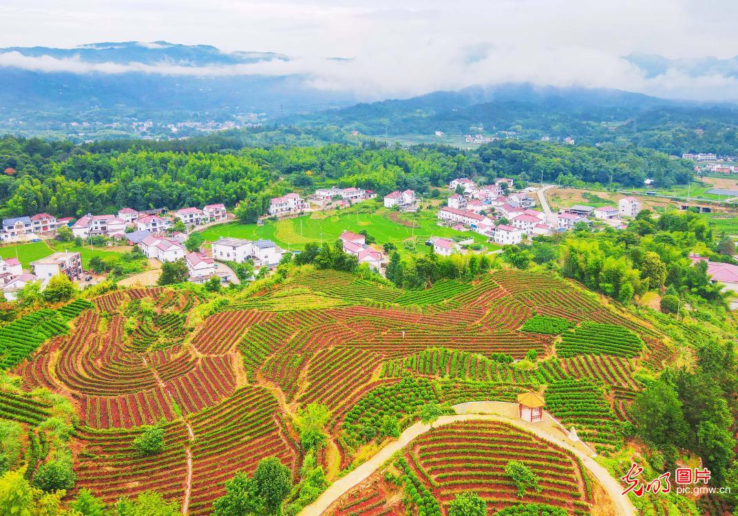 Highland tea plantations at E China's Anhui