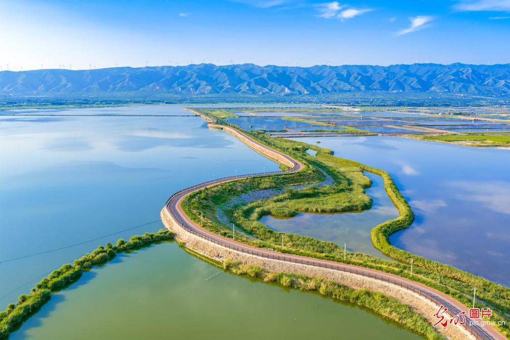 Restored wetland offers scenic summer views in N China's Shanxi Restored wetland offers scenic summer views in N China's Shanxi
