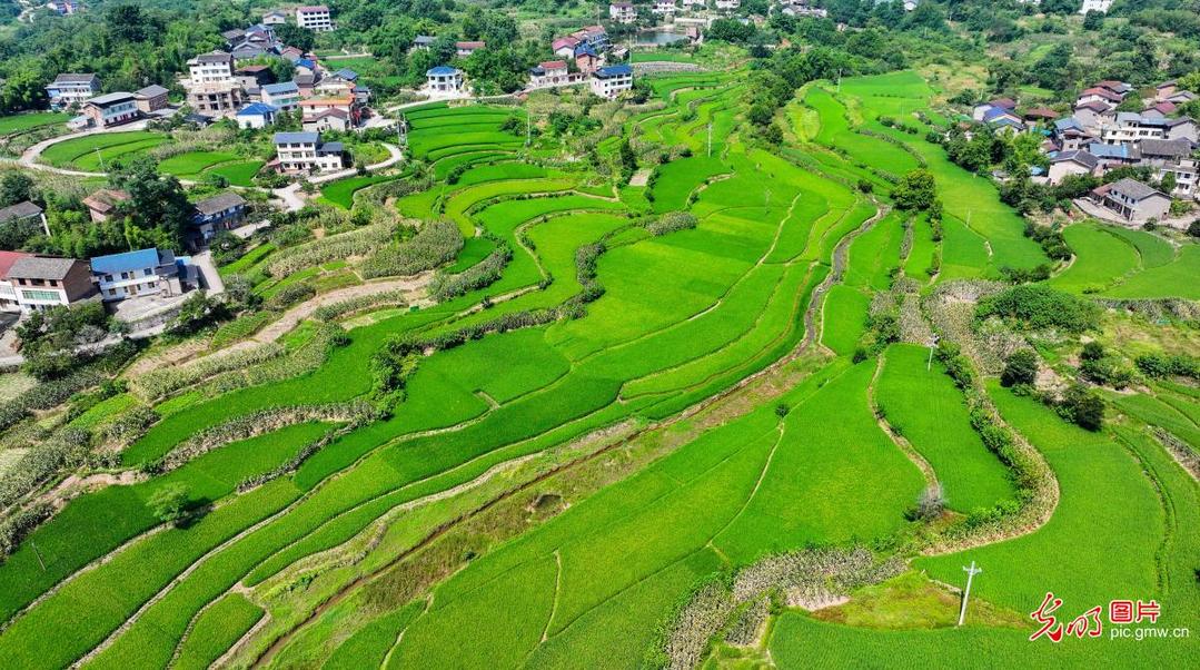 Rice terraces signal promising harvest in SW China's Chongqing