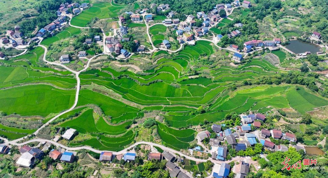 Rice terraces signal promising harvest in SW China's Chongqing