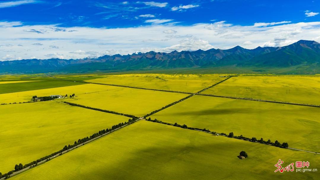 Sea of rapeseed flowers in full bloom in NW China's Qinghai Sea of rapeseed flowers in full bloom in NW China's Qinghai