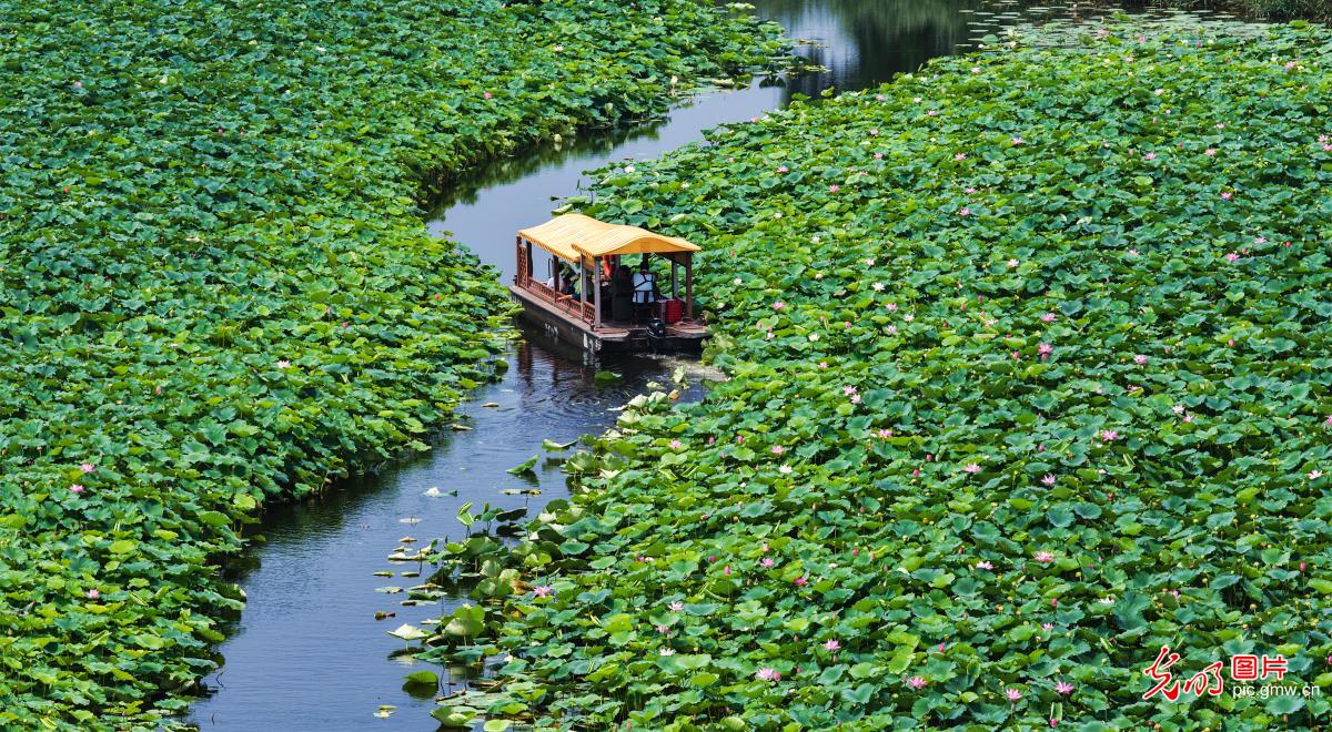 Lotus flowers bloom at Weishan Lake Wetland Park in E China's Shandong