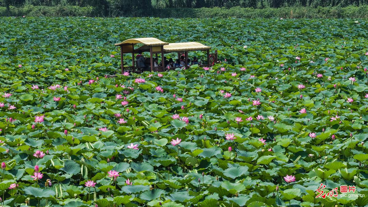 Lotus flowers bloom at Weishan Lake Wetland Park in E China's Shandong