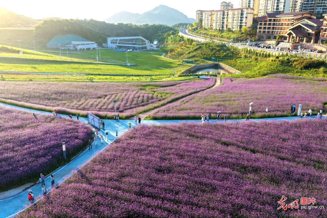 Tourists enjoy grass skiing at mountain resort in C China's Hubei Tourists enjoy grass skiing at mountain resort in C China's Hubei