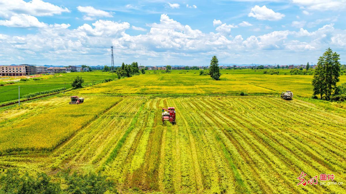 Early rice harvest underway in E China's Jiangxi