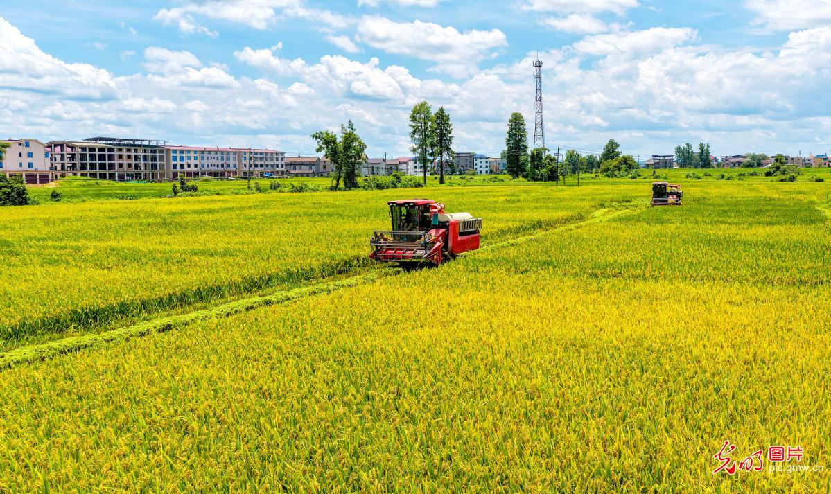 Early rice harvest underway in E China's Jiangxi