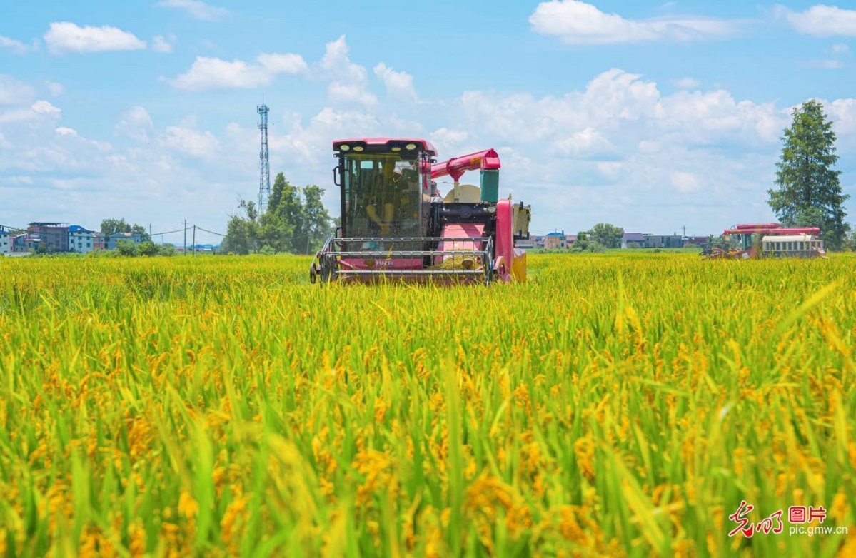 Early rice harvest underway in E China's Jiangxi