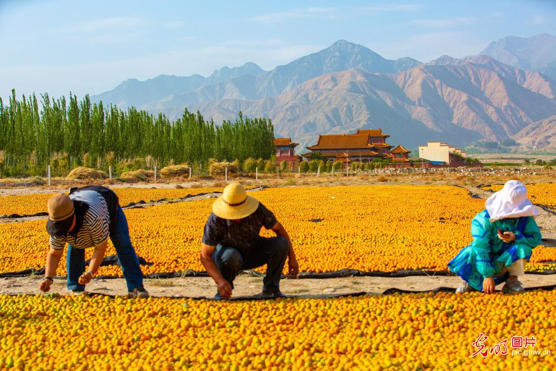 Villagers dry Li Guang apricots in NW China's Gansu