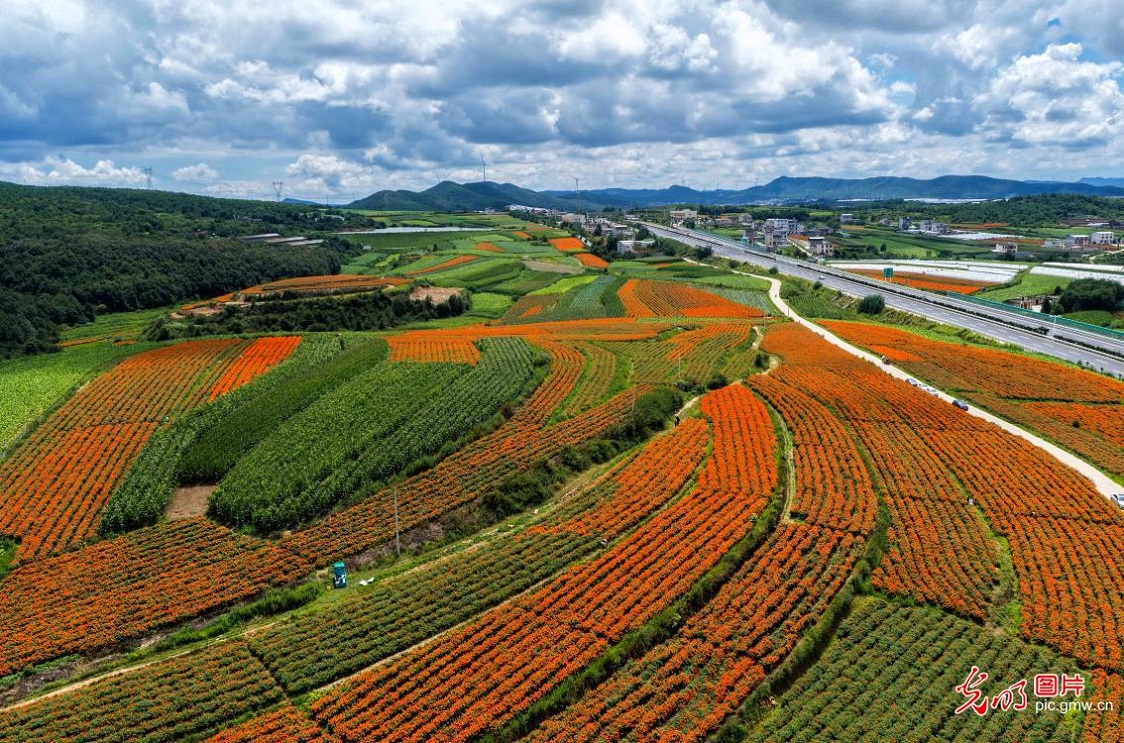 Blooming marigolds paint picturesque summer countryside in SW China's Yunnan