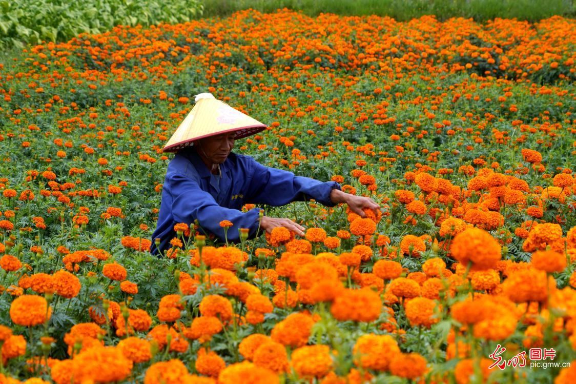 Blooming marigolds paint picturesque summer countryside in SW China's Yunnan