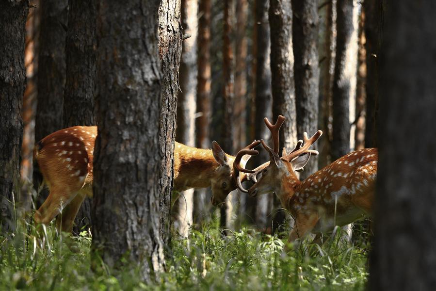 Sika deer herds thrive in NE China's Qiqihar nature reserve