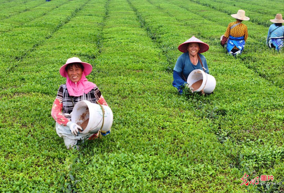 Farmers tend to autumn tea crop in E China's Jiangxi Farmers tend to autumn tea crop in E China's Jiangxi