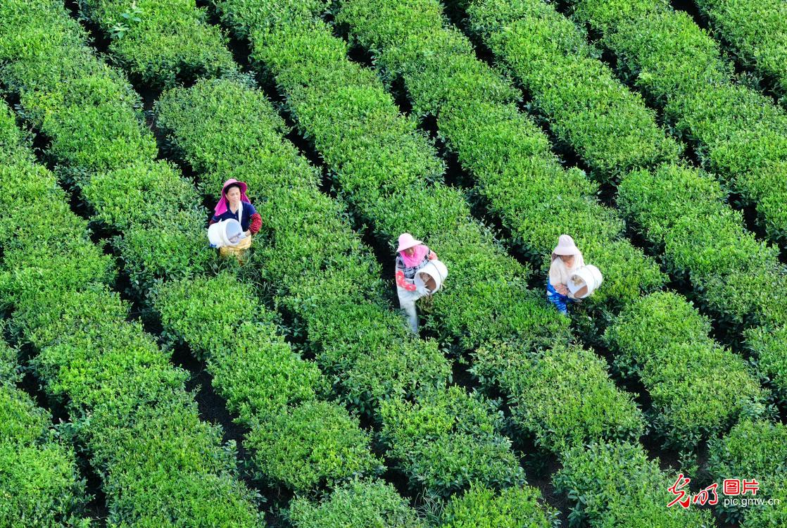 Farmers tend to autumn tea crop in E China's Jiangxi Farmers tend to autumn tea crop in E China's Jiangxi