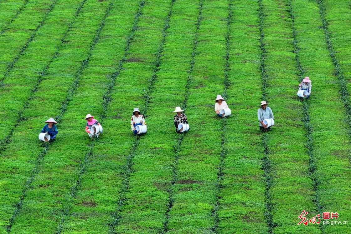 Farmers tend to autumn tea crop in E China's Jiangxi Farmers tend to autumn tea crop in E China's Jiangxi
