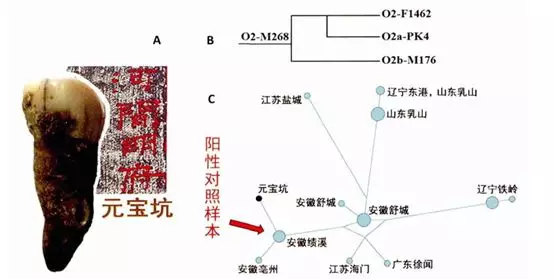 DNA能帮曹操找回身世吗？