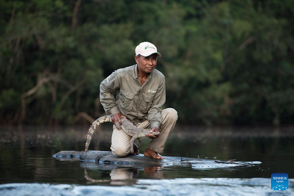 Roundup: Largest ever release of rare crocodiles in Cambodia raises hope for reptile conservation