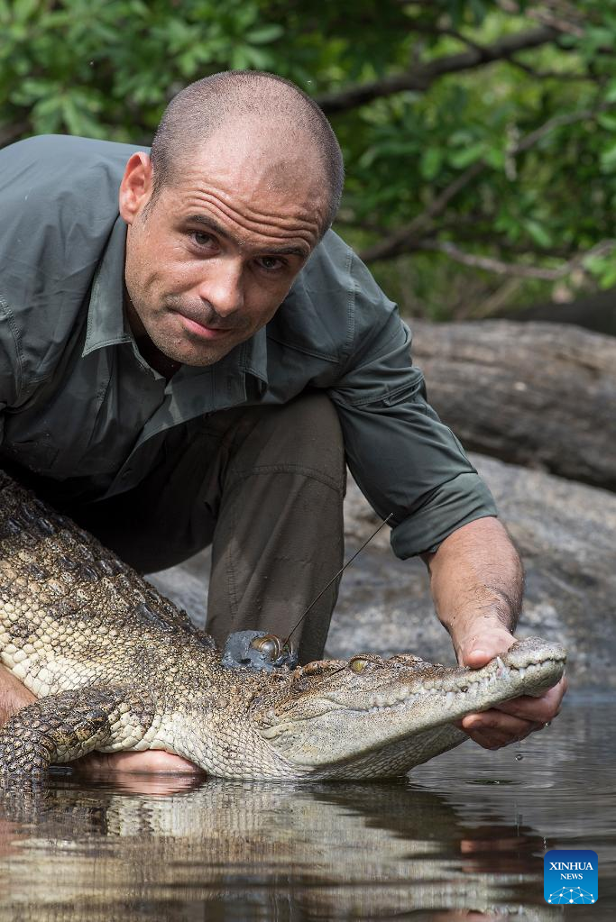 Roundup: Largest ever release of rare crocodiles in Cambodia raises hope for reptile conservation