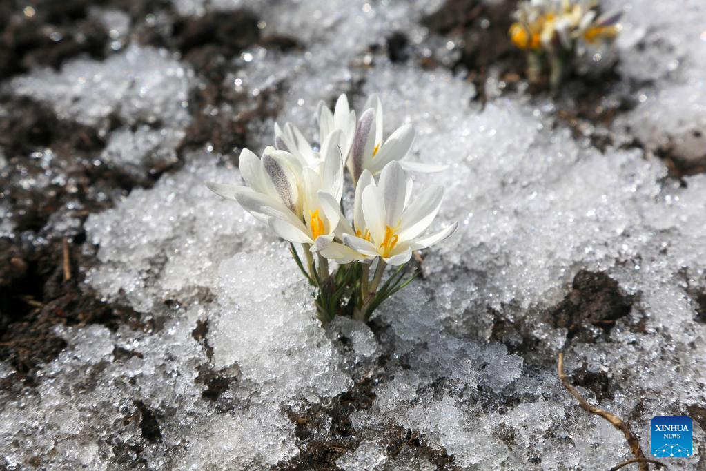 In pics: blooming gagea flowers on grassland in Zhaosu, Xinjiang