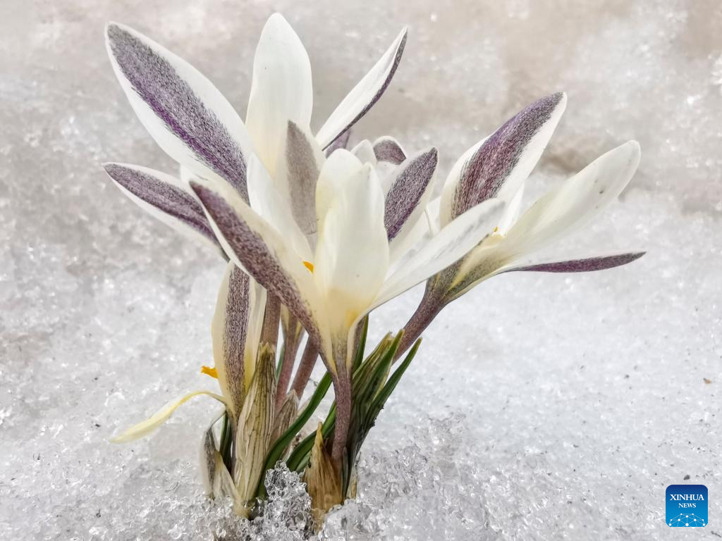 In pics: blooming gagea flowers on grassland in Zhaosu, Xinjiang