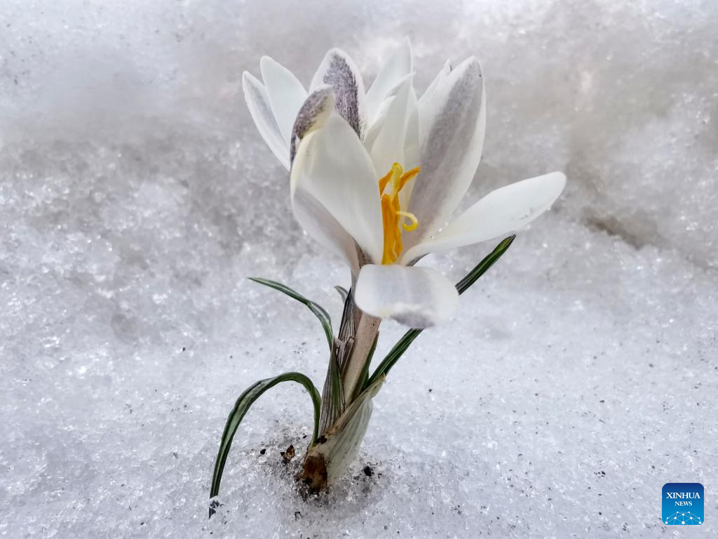 In pics: blooming gagea flowers on grassland in Zhaosu, Xinjiang