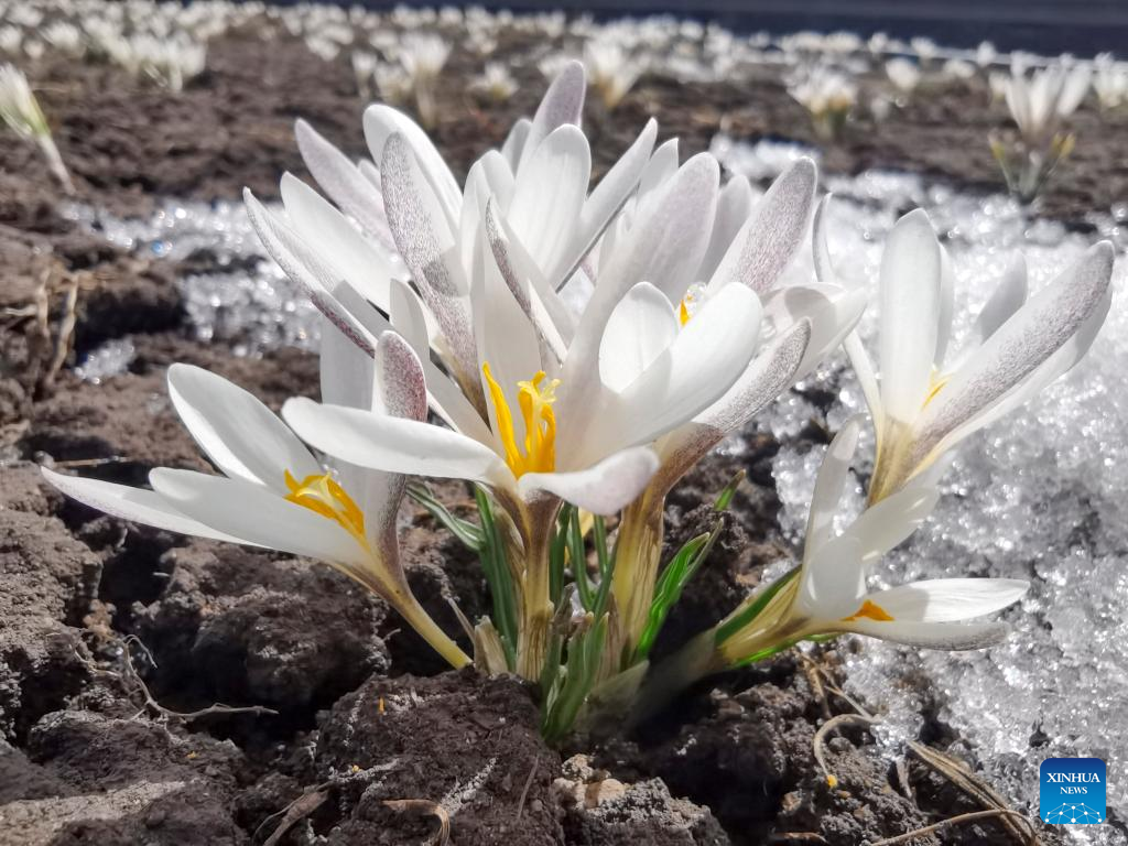 In pics: blooming gagea flowers on grassland in Zhaosu, Xinjiang