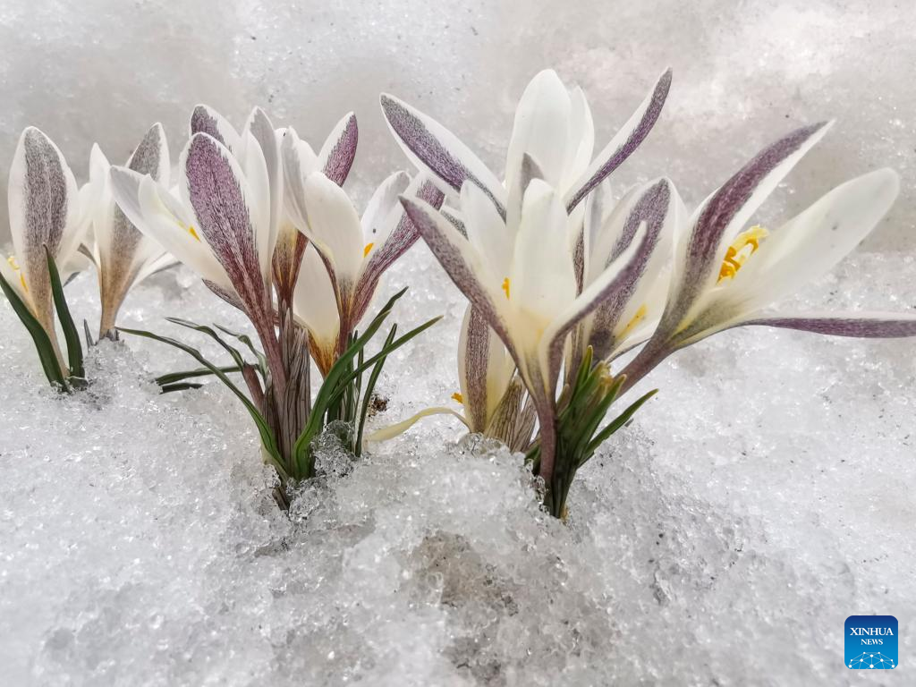 In pics: blooming gagea flowers on grassland in Zhaosu, Xinjiang