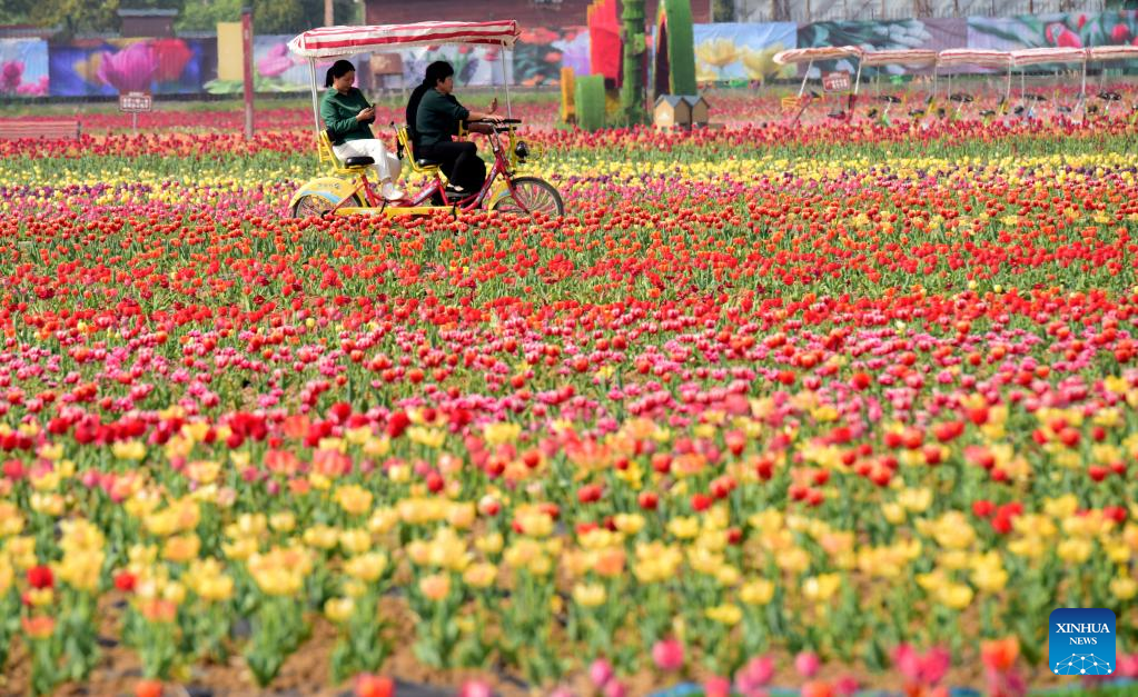 Tourists view tulips in Suiping County, Henan