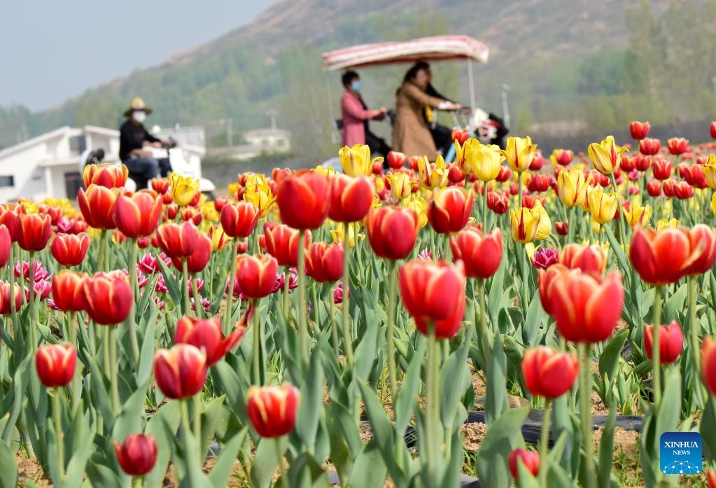 Tourists view tulips in Suiping County, Henan