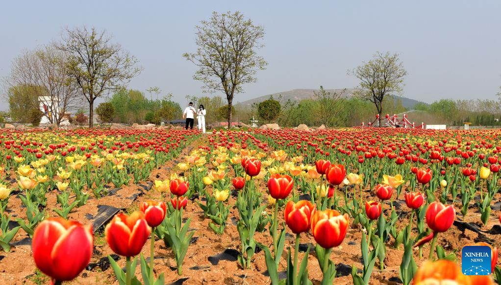 Tourists view tulips in Suiping County, Henan