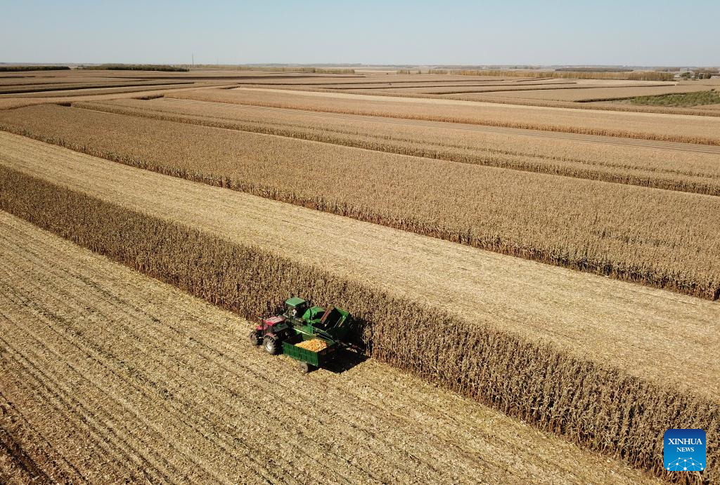 Autumn harvest in China's major grain production province ends