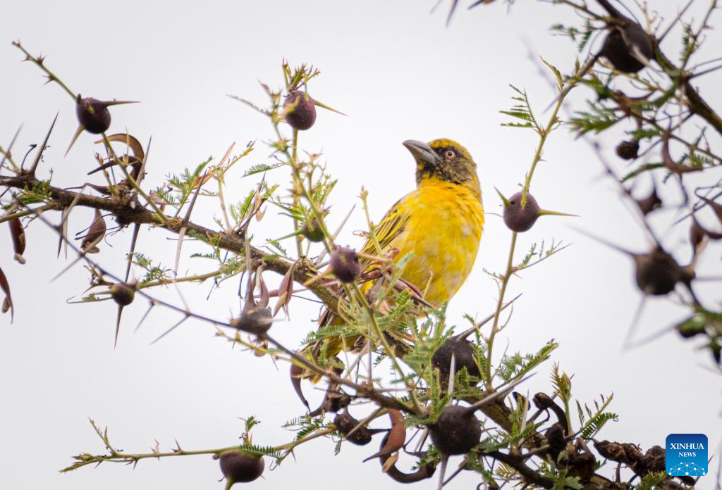 Near threatened bird species sighted in Uganda