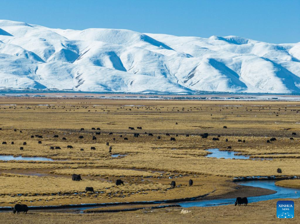 Housing project improves grassland life at winter pastures in Xizang