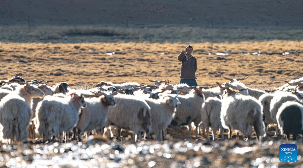 Housing project improves grassland life at winter pastures in Xizang