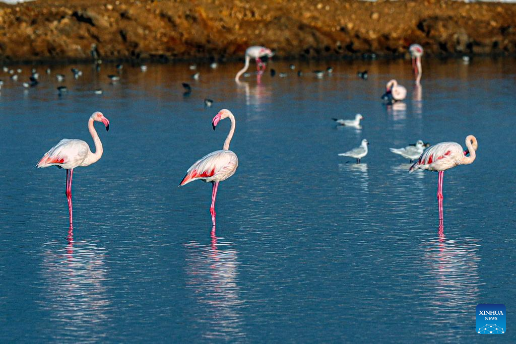 Wintering flamingoes seen at nature reserve in Egypt
