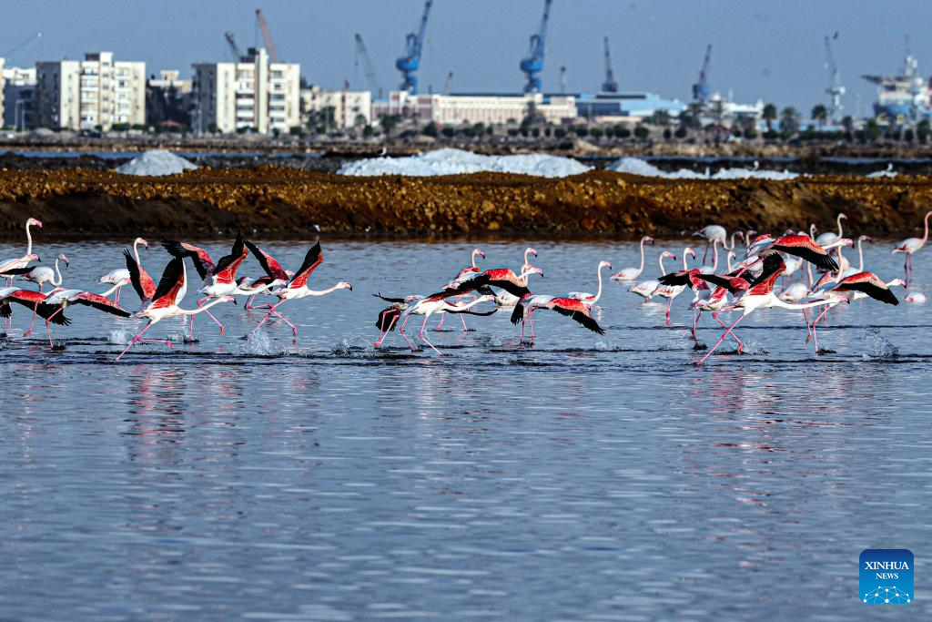 Wintering flamingoes seen at nature reserve in Egypt