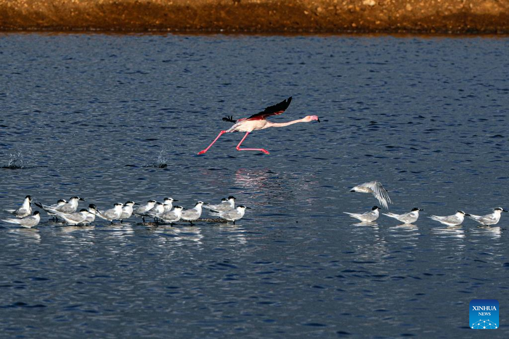 Wintering flamingoes seen at nature reserve in Egypt