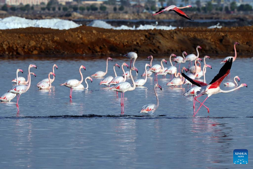 Wintering flamingoes seen at nature reserve in Egypt