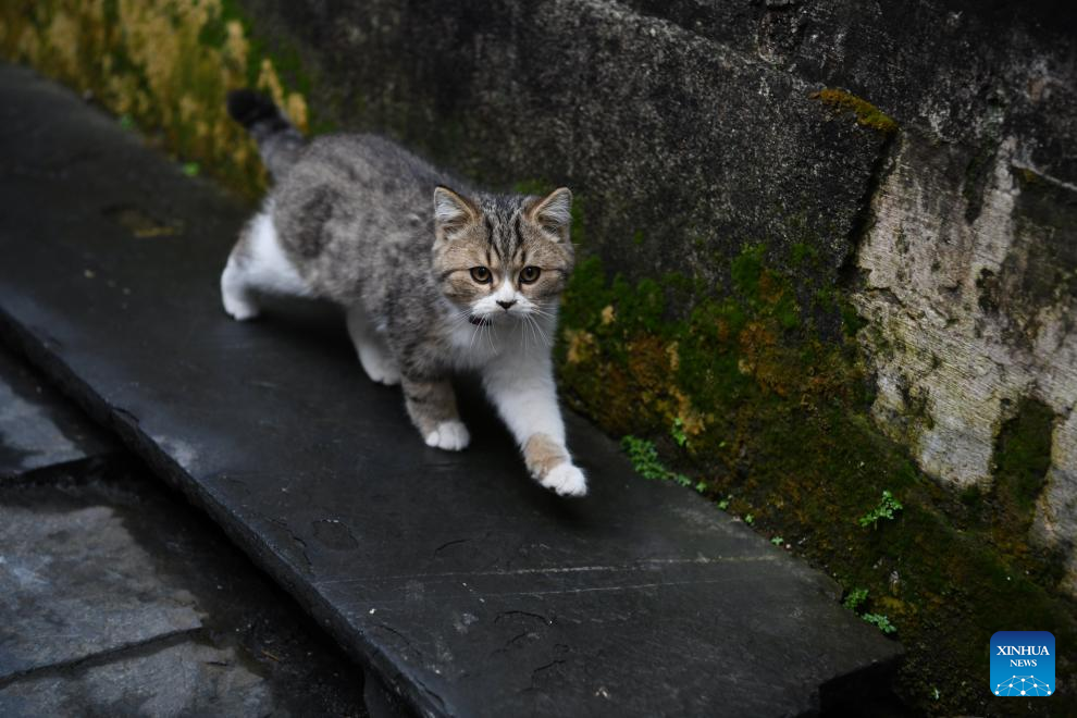 Village views in E China's Anhui