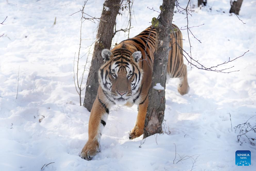 In pics: Siberian Tiger Park in Harbin