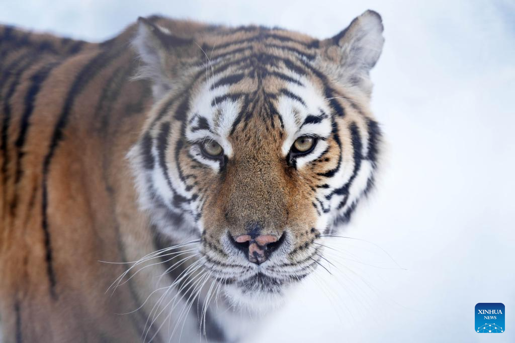 In pics: Siberian Tiger Park in Harbin