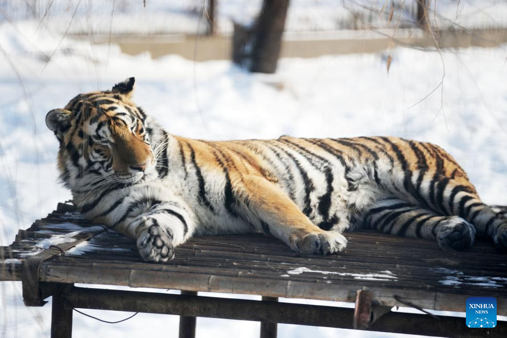 In pics: Siberian Tiger Park in Harbin