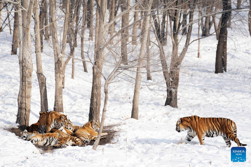 In pics: Siberian Tiger Park in Harbin