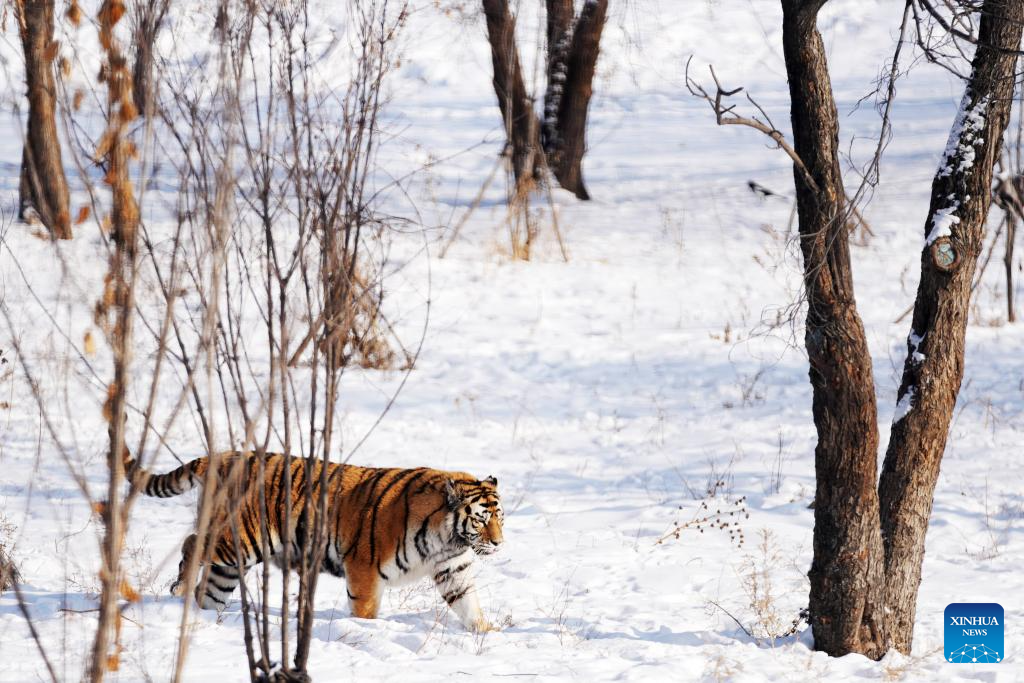 In pics: Siberian Tiger Park in Harbin