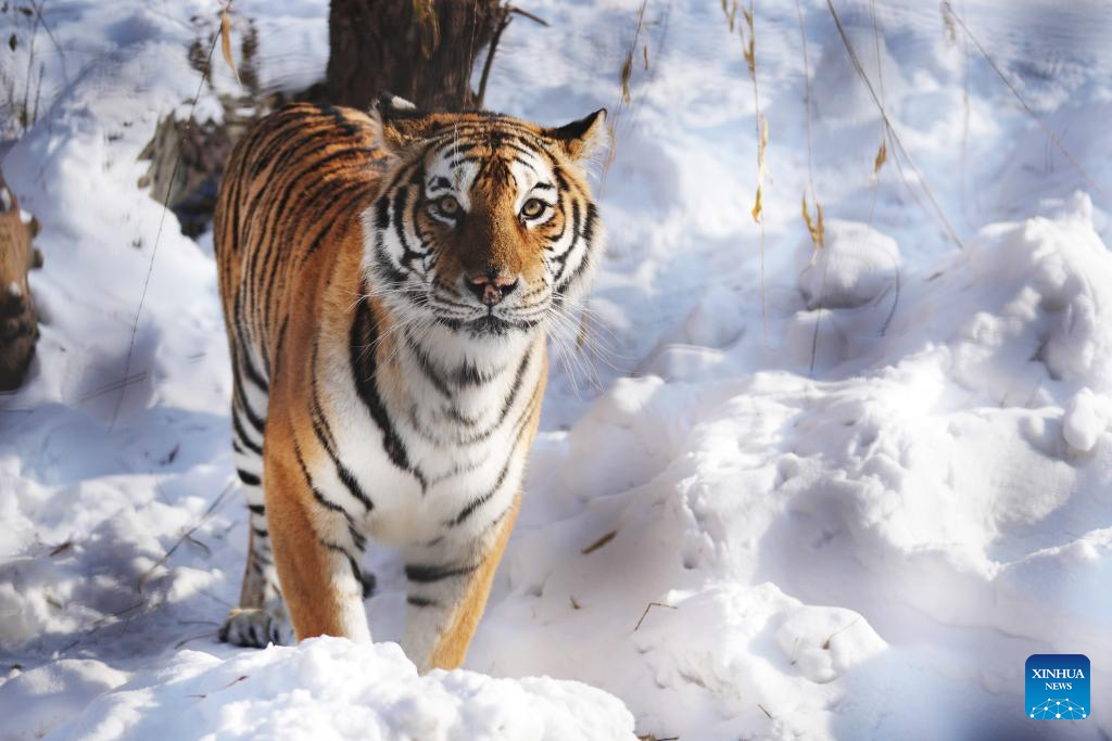 In pics: Siberian Tiger Park in Harbin