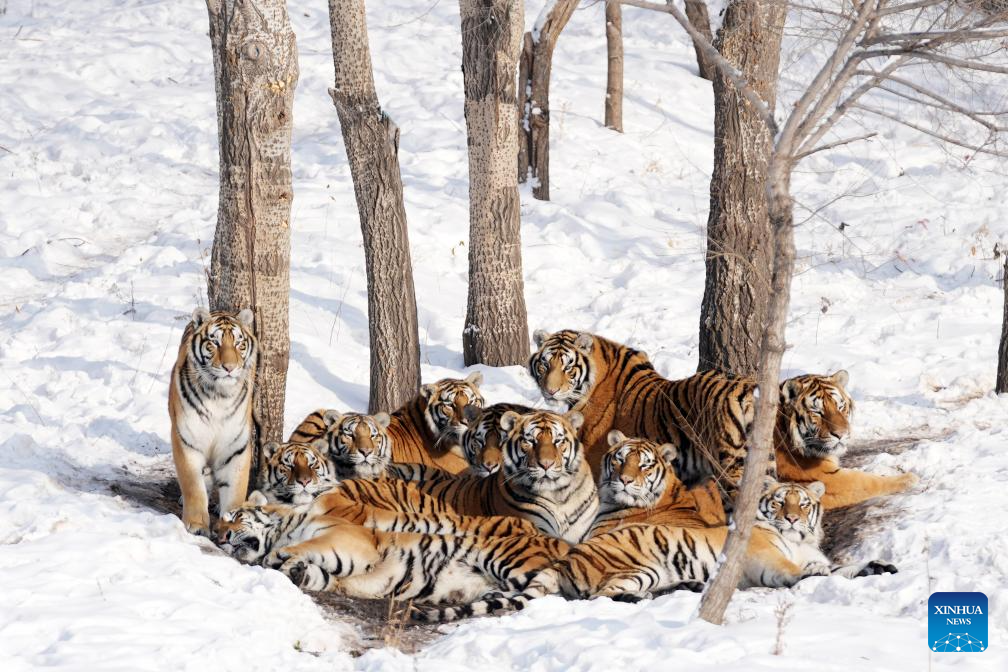 In pics: Siberian Tiger Park in Harbin