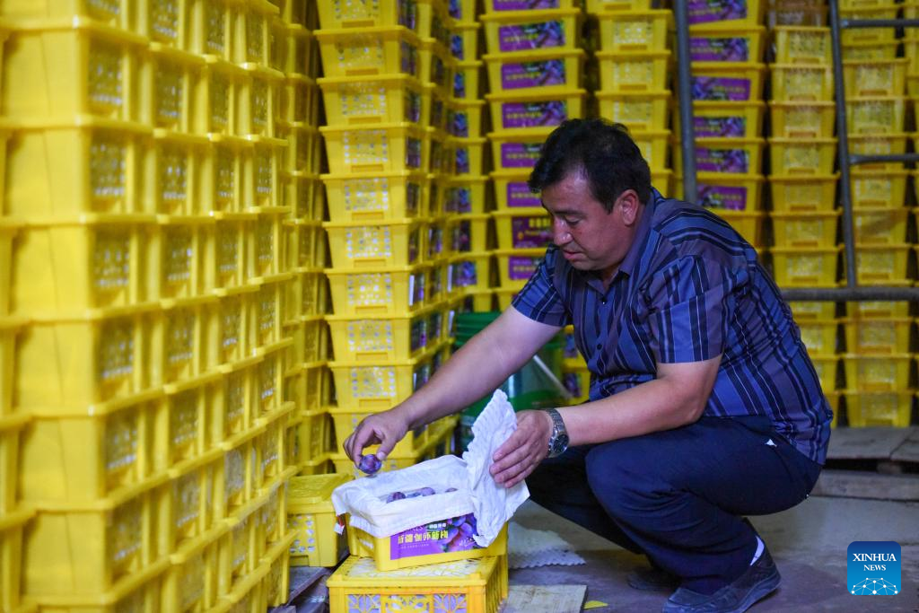 Wondrous Xinjiang: Plum farming thrives with new tech